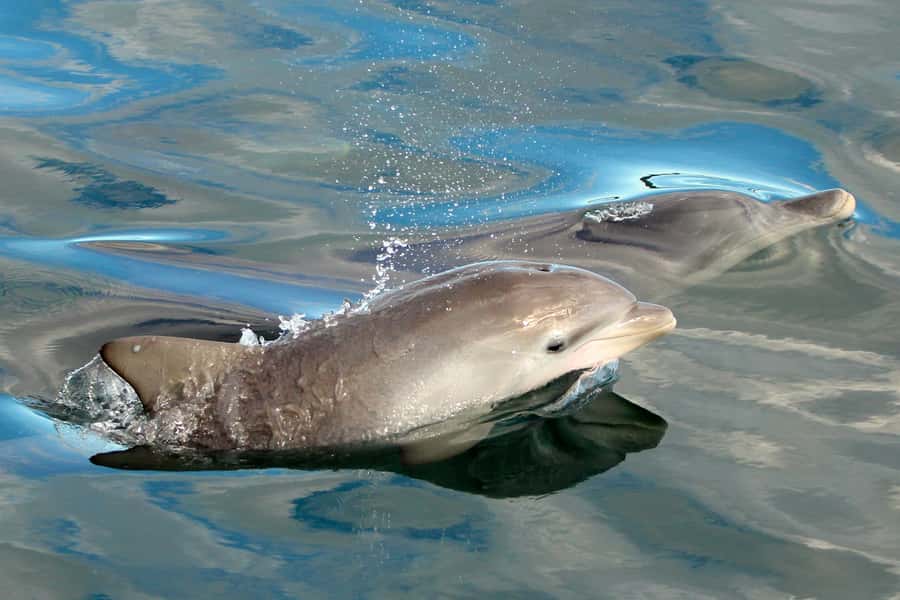 Nelson Bay: Dolphin Watch Cruise and Sail - When to go and what to bring