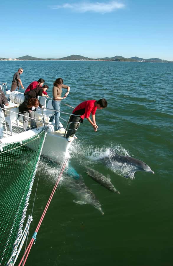 Nelson Bay: Dolphin Watch Cruise and Sail - From d’Albora Marina to open water