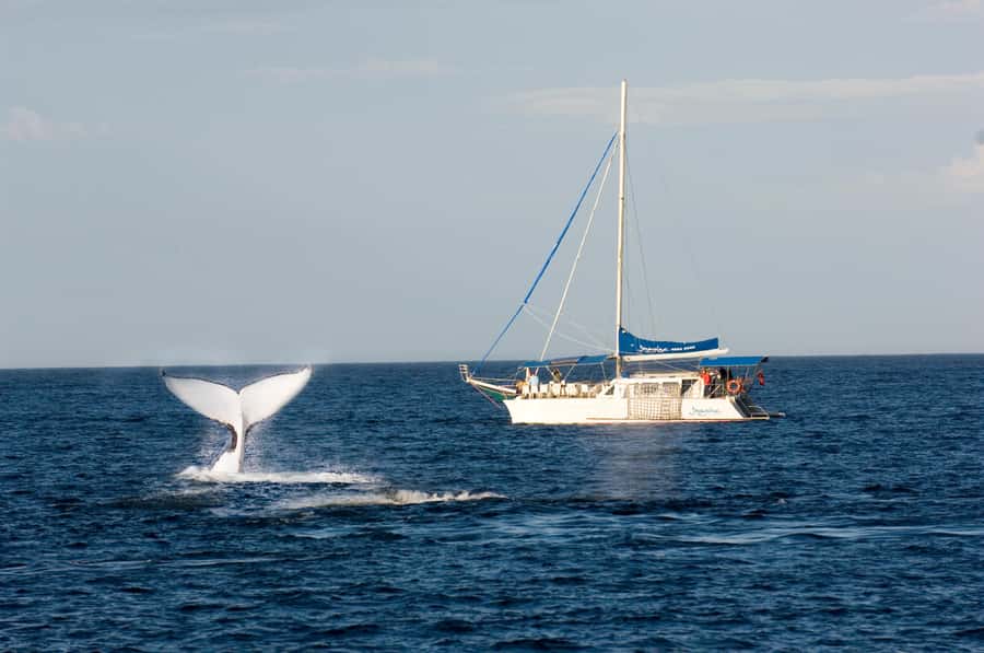 Nelson Bay: Whale and Dolphin Watching Catamaran Cruise - Key points to know before booking