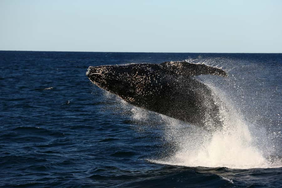 Nelson Bay: Whale and Dolphin Watching Catamaran Cruise - What the catamaran feels like on the water