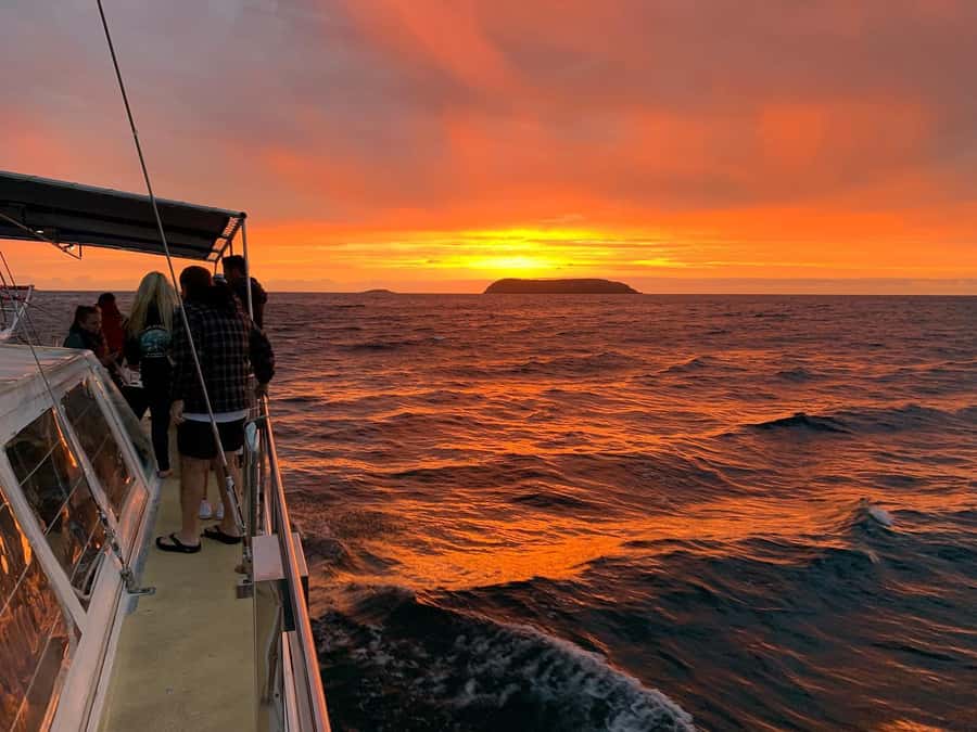 Nelson Bay: Whale and Dolphin Watching Catamaran Cruise - Whales, dolphins, seals, and seabirds