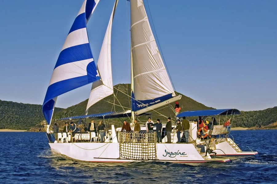 Nelson Bay: Whale and Dolphin Watching Catamaran Cruise - Commentary that adds more than animal names