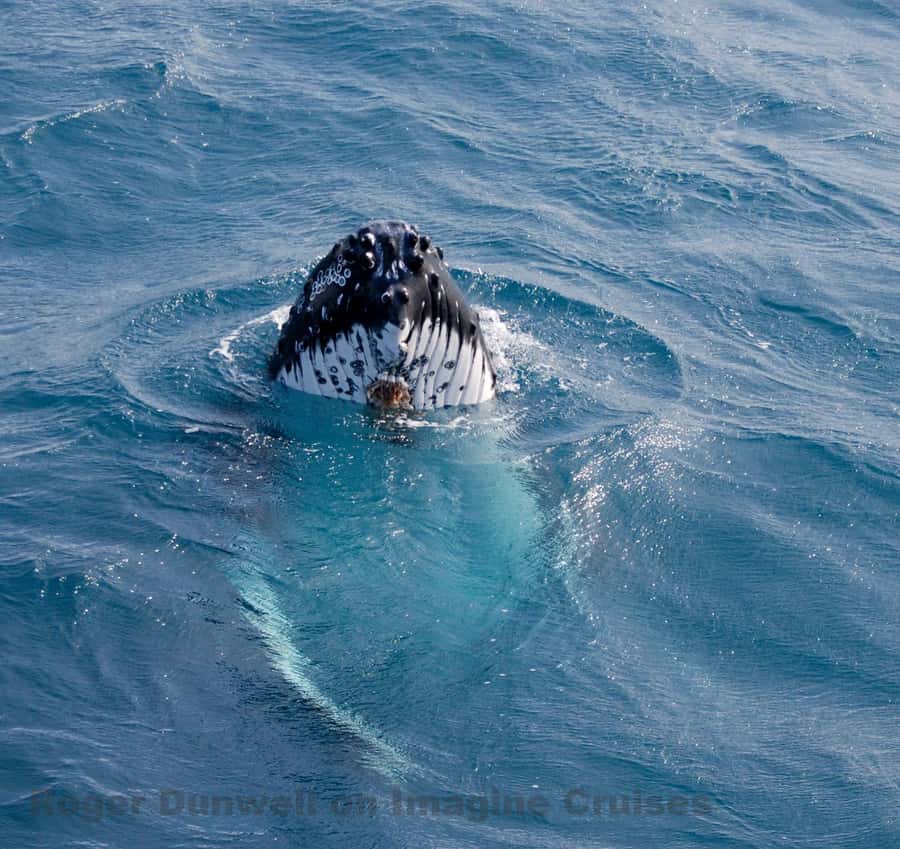 Nelson Bay: Whale and Dolphin Watching Catamaran Cruise - Three hours in search of migrating humpbacks