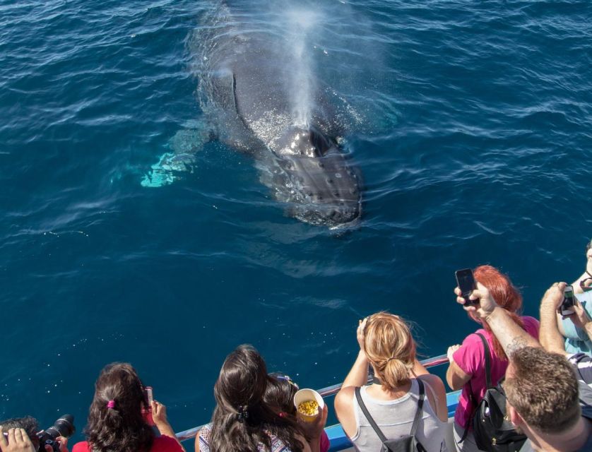 Newport Beach: Luxury Whale Watching Catamaran Cruise - Key points to know before you go