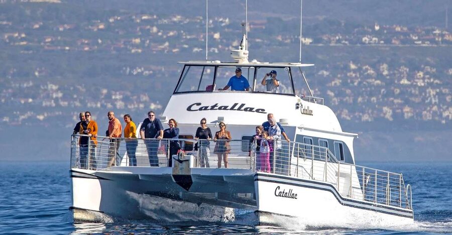 Newport Beach: Luxury Whale Watching Catamaran Cruise - Crystal Cove and the move offshore