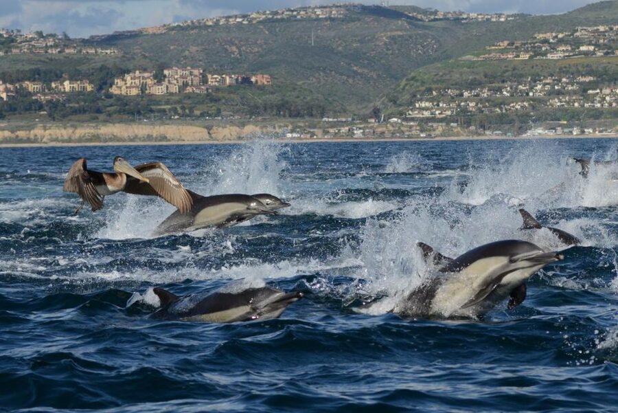 Newport Beach: Luxury Whale Watching Catamaran Cruise - What the naturalist guides add