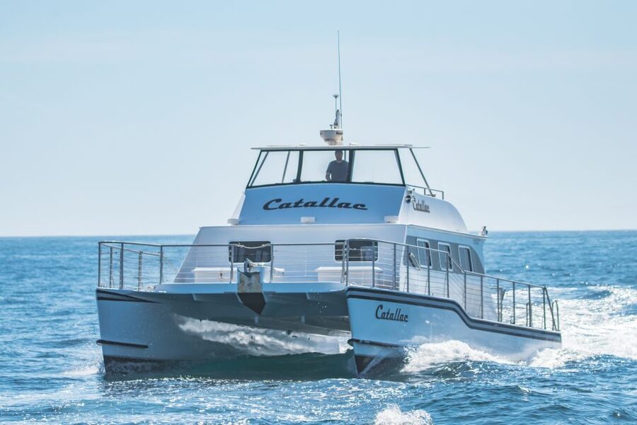 Newport Beach: Luxury Whale Watching Catamaran Cruise - Practical advice for a better outing