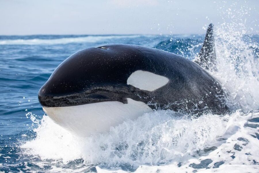 Newport Beach: Luxury Whale Watching Catamaran Cruise - Who should book this Newport Beach cruise?