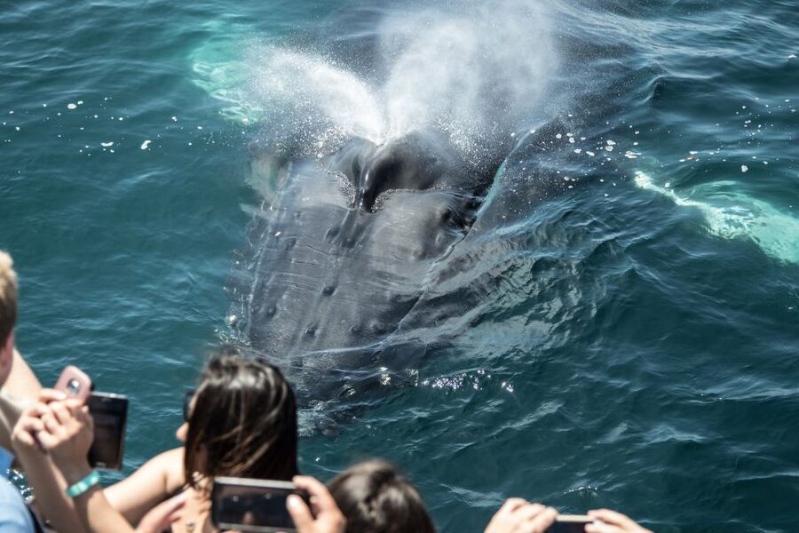 Newport Beach: Luxury Whale Watching Catamaran Cruise - The first coastal views: Balboa Island to Corona del Mar