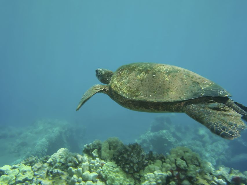 Oahu: Waikiki Turtle Snorkel Sail - Who should book this Waikiki outing