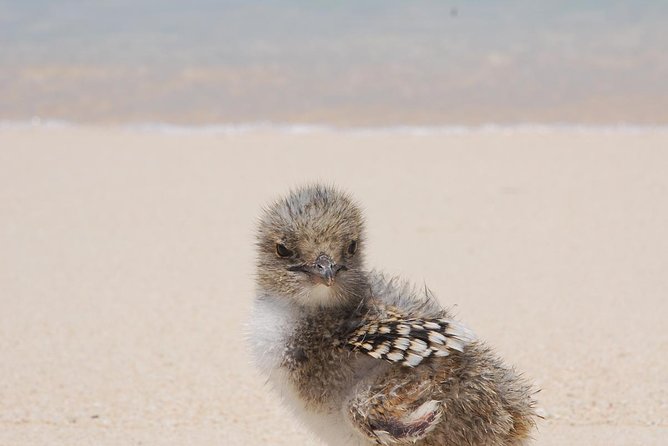 Ocean Spirit Sail to Michaelmas Cay Snorkel or Dive, from Cairns - Lunch, tea, and the practical value of the fare