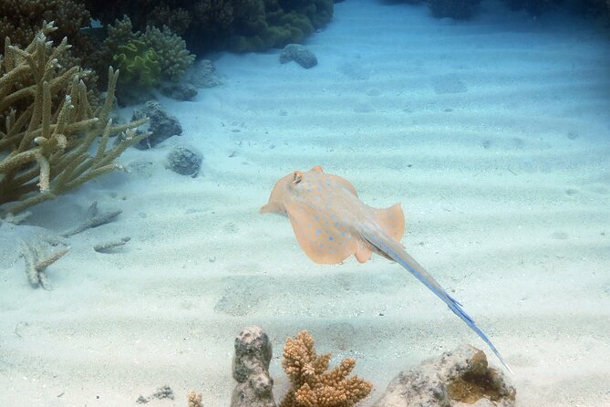 Ocean Spirit Sail to Michaelmas Cay Snorkel or Dive, from Cairns - Who will get the most from this day