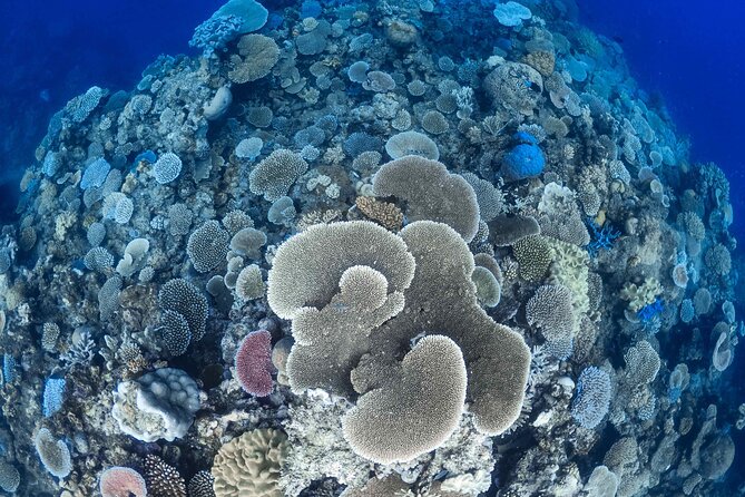Outer Reef Mackay Cay Sail & Snorkel Adventure from Port Douglas - What the guided snorkel is really like
