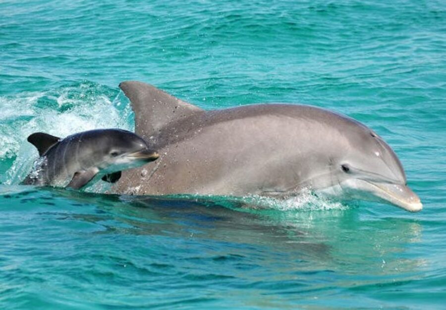 Panama City Beach: Dolphin Sightseeing Trip by Catamaran - Leaving Bluegreen Bayside Resort for Shell Island