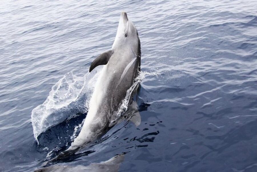 Panama City Beach: Dolphin Sightseeing Trip by Catamaran - How the dolphin watching actually works