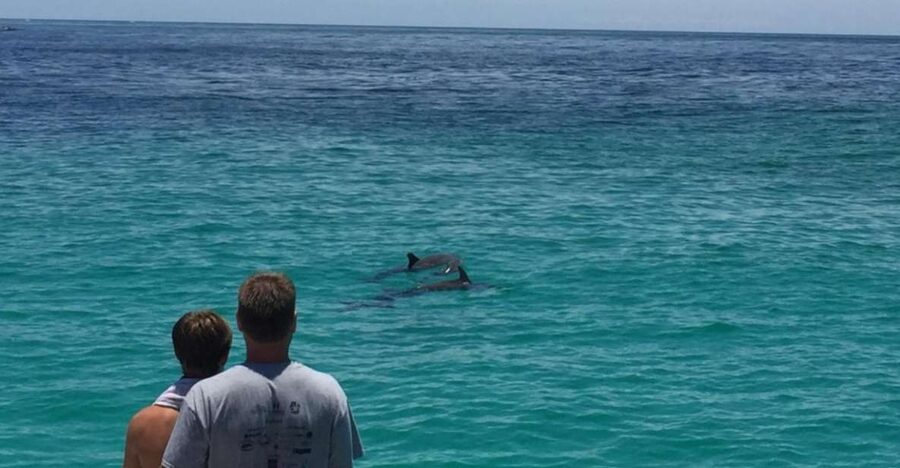Panama City Beach: Dolphin Sightseeing Trip by Catamaran - What Shell Island adds to the 90-minute cruise