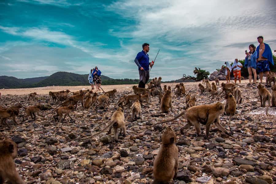 Pattaya: Exclusive 3-Island Catamaran Tour with Buffet Lunch - Monkey Island: the memorable final stop