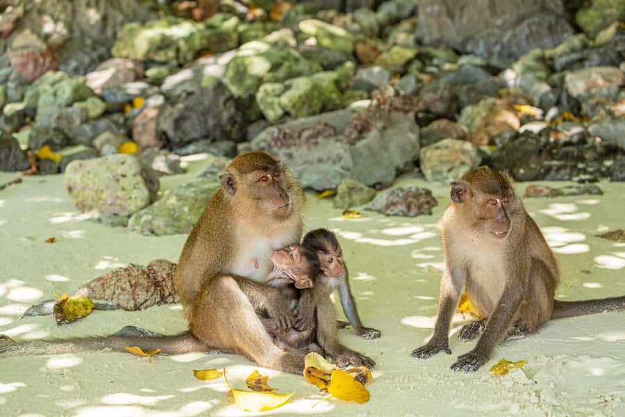 Phuket: Bamboo Island and Phi Phi Islands by Fast Catamaran - A fast start from Phuket to Royal Phuket Marina