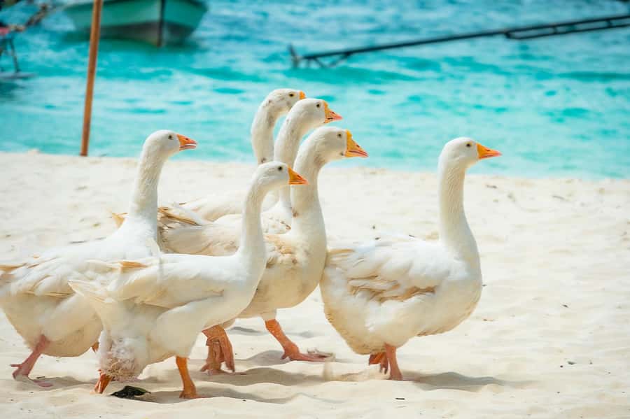 Phuket: Coral, Racha, Promthep Island Catamaran Trip & Lunch - Quick points to know before booking