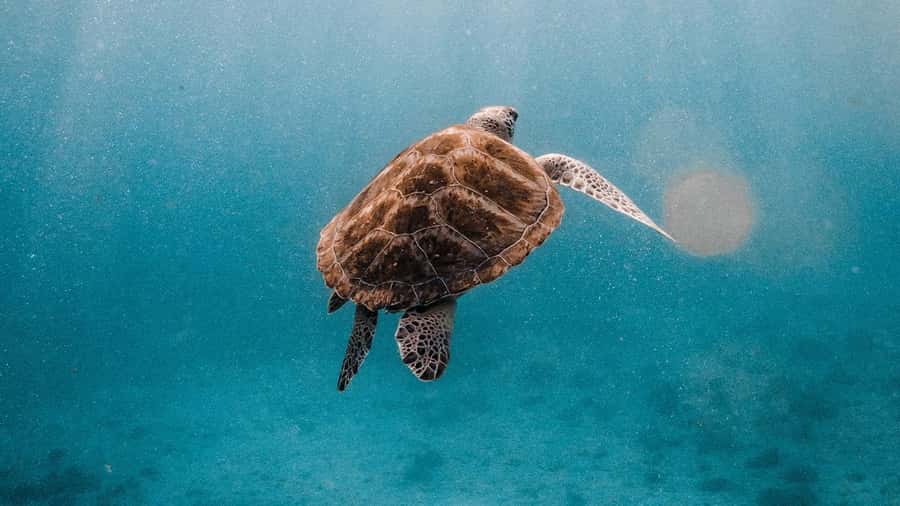 Phuket/Khao Lak: Similan Islands Luxury Catamaran Experience - Comfort, safety, and who should skip it