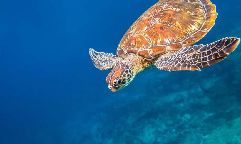 Phuket : Lazy Similan Islands by Catamaran with lunch - Christmas Point and Namchai Bay snorkeling