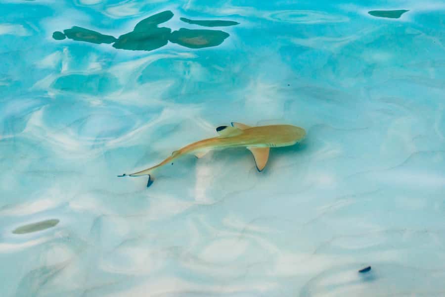 Phuket: Phi Phi Islands Day-Trip by Speed Catamaran - What is included for the $135 price