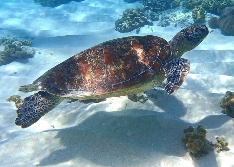Port Douglas: Low Isles Afternoon Cruise on Luxury Catamaran - Three hours in the Low Isles lagoon