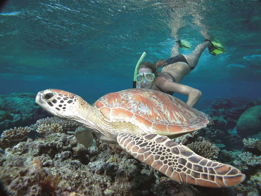 Port Douglas: Reef & Low Isles Cruise on Luxury Catamaran - Snorkeling with a marine naturalist