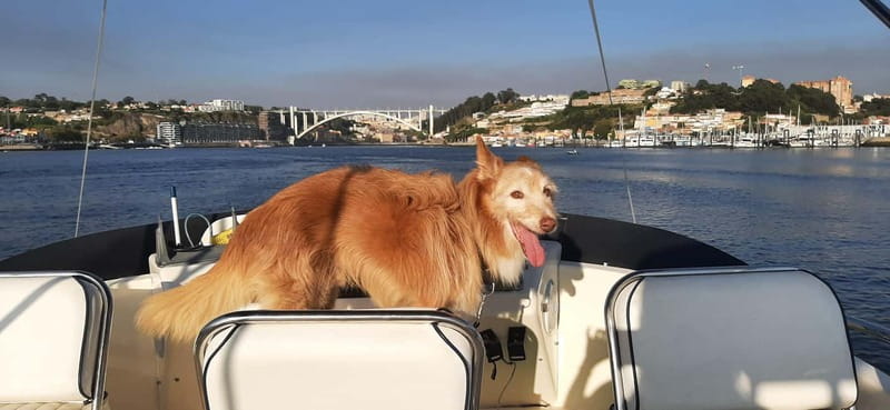 Porto: Private Yacht Tour on Douro River - up to 12 people - Who should book this yacht tour