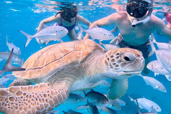 Private catamaran sail & snorkel - Why this private Barbados cruise feels different