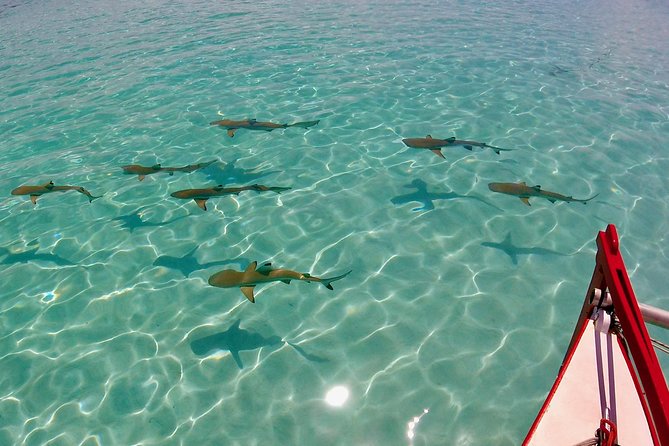 PRIVATE Half Day Tour : Moorea Snorkeling & Sailing on a Catamaran named Taboo - What happens aboard Taboo