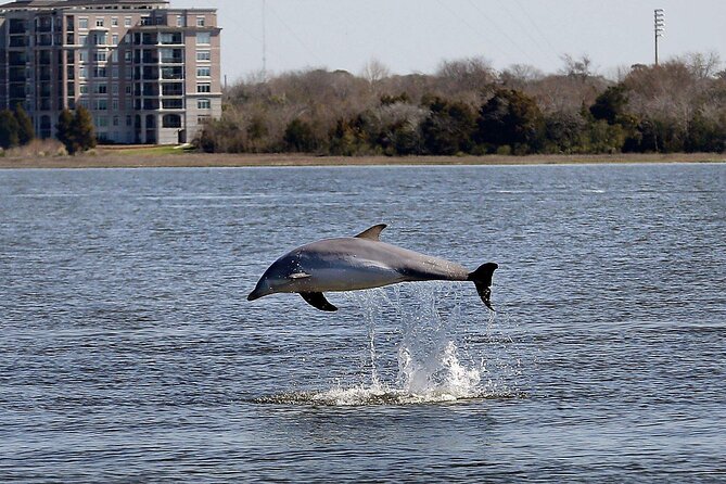 Private Morning Sail, Dolphin and History Tour on Mystique - Dolphins, with a little luck