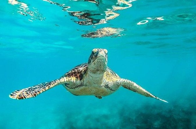 Private Tour: Barbados Catamaran Snorkeling Cruise - What the $3,210 price really means