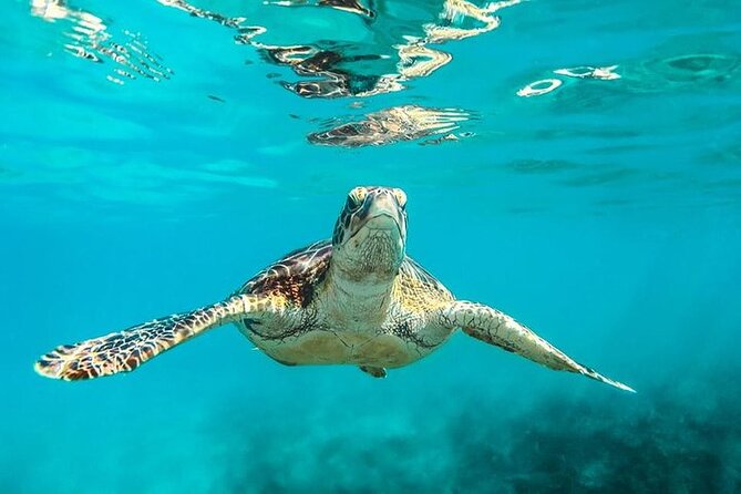 Private Tour: Barbados Catamaran Snorkeling Cruise - Holetown’s shipwreck and marine park