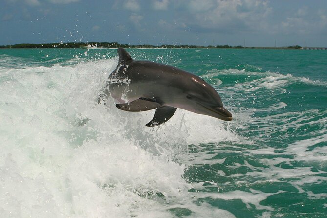 Private Yacht Cruise to Dolphin House with Lunch : Hurghada - Lunch, fruit, and drinks served onboard