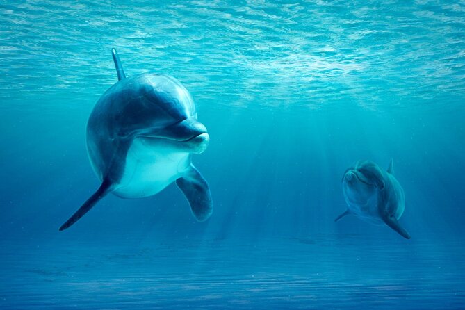 Private Yacht Cruise to Dolphin House with Lunch : Hurghada - What the $150 price includes