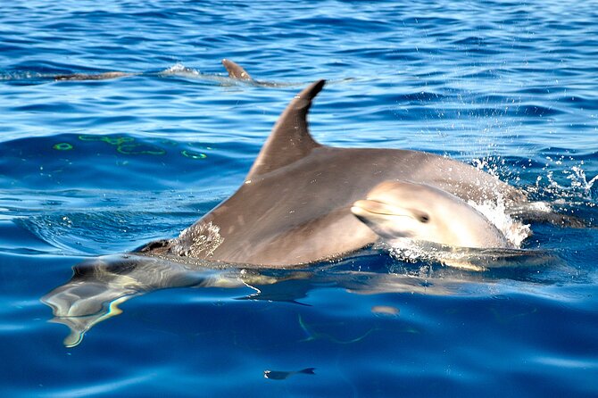 Private Yacht Excursion from Puerto Colon 3 hours - Paella, drinks, and the open-bar promise