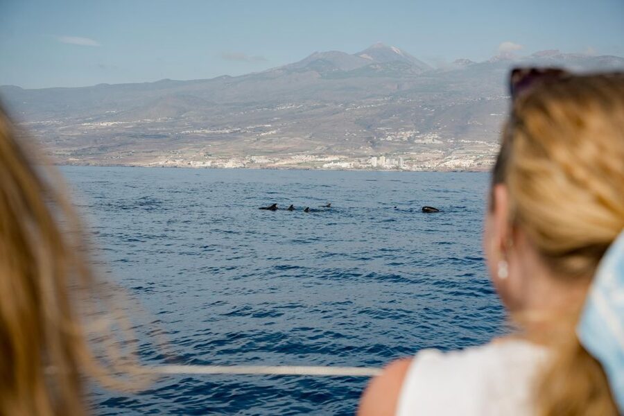 Puerto Colon: Whale and Dolphin Watching Yacht Trip - Key points at a glance