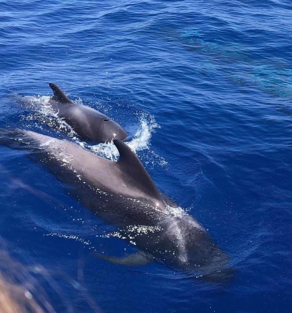 Puerto Colon: Whale and Dolphin Watching Yacht Trip - Why this Puerto Colón trip is different