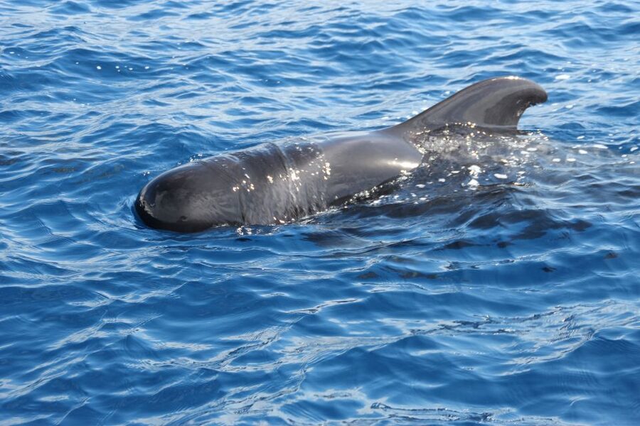 Puerto Colon : Whale & Dolphins Sailing Excursion - Sailing Out From Puerto Colon