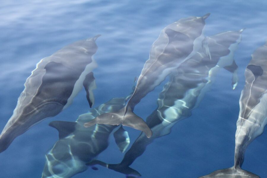 Puerto Colon : Whale & Dolphins Sailing Excursion - FAQ