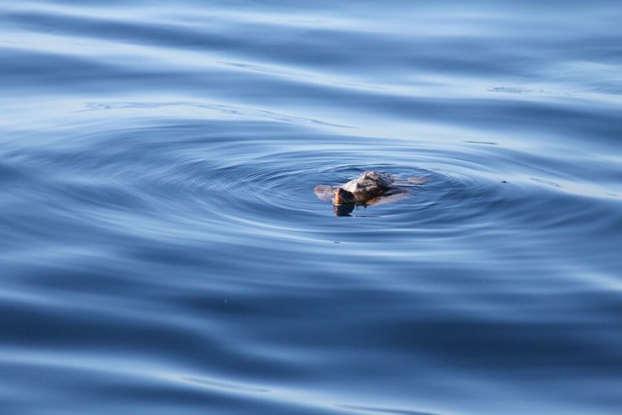 Puerto Colon : Whale & Dolphins Sailing Excursion - Searching the Teno-Rasca Conservation Zone