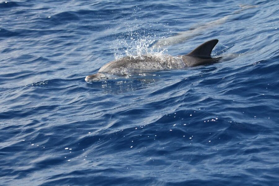 Puerto Colon : Whale & Dolphins Sailing Excursion - A Canarian Lunch on the Water