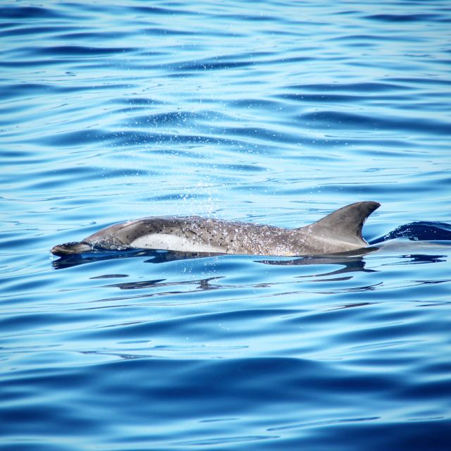 Puerto Colon : Whale & Dolphins Sailing Excursion - Who Will Enjoy This Trip Most