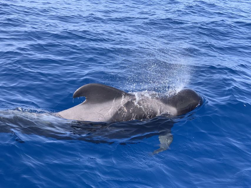 Puerto Colon : Whale & Dolphins Sailing Excursion - Practical Details Before You Book