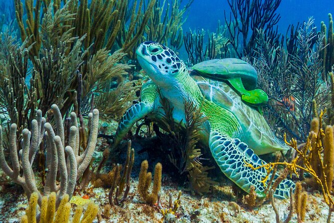 Puerto Morelos Catamaran Reef Sail and Snorkel - Lunch, open-bar drinks, and time to dry off
