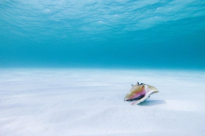 Puerto Morelos Secret Sandbar Catamaran Sail - Booking advice and cancellation details