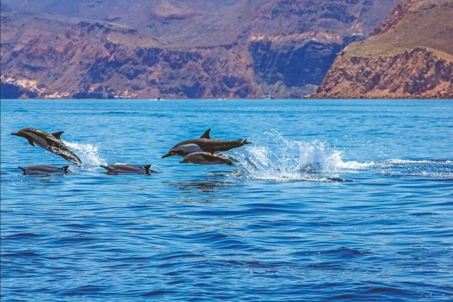 Puerto Rico : 2 hour Dolphin Catamaran Excursion - How much value do you get for $41?
