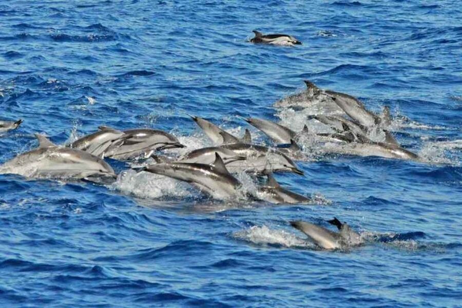 Puerto Rico de Gran Canaria: Premium Dolphin Catamaran Tour - Setting Out From Puerto Rico Base