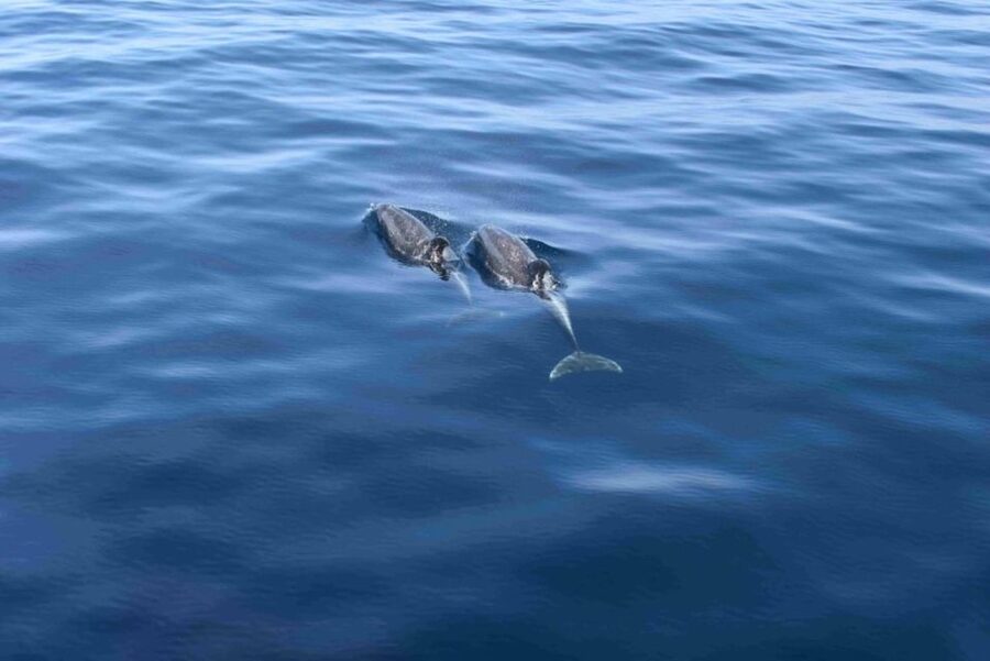 Puerto Rico de Gran Canaria: Premium Dolphin Catamaran Tour - Sea Caves, Cliffs, and Beaches Along Gran Canaria